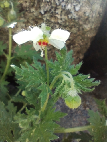 Blumenbachia hieronymi, photograph 5