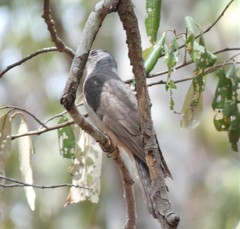 Cacomantis variolosus variolosus