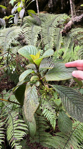 Cyrtandra ferripilosa observed 2025-11-23