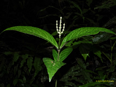 Chloranthus