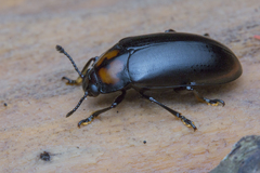 Micrencaustes liturata