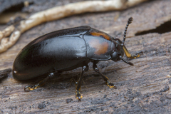 Micrencaustes liturata