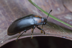 Micrencaustes liturata