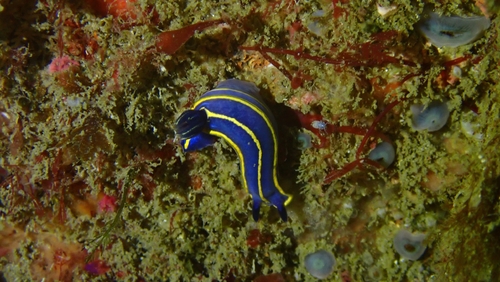Tricolored Felimare, Setúbal, PT, photo 9 of 10