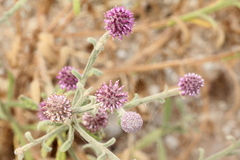 Pterocaulon sphacelatum