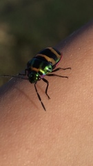 Chrysocoris fascialis
