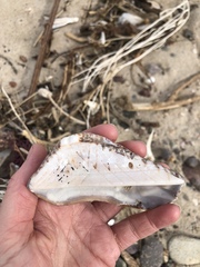 Arca pacifica