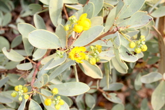 Cassiinae