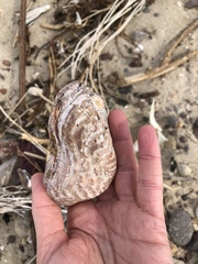Arca pacifica