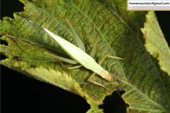 Oecanthus longicauda