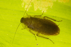 Epilamprinae