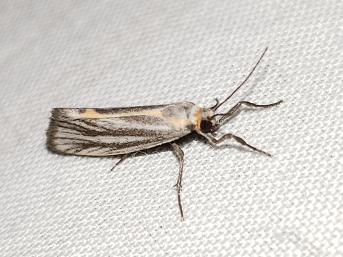 Striated Lichen Moth photo 4