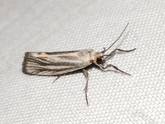 Cisthene striata