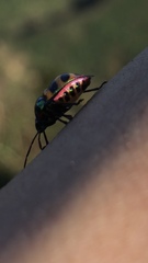 Chrysocoris fascialis