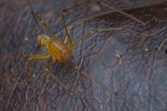 Scytodidae