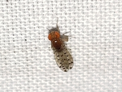Drosophila guttifera