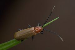 Polemiosilis