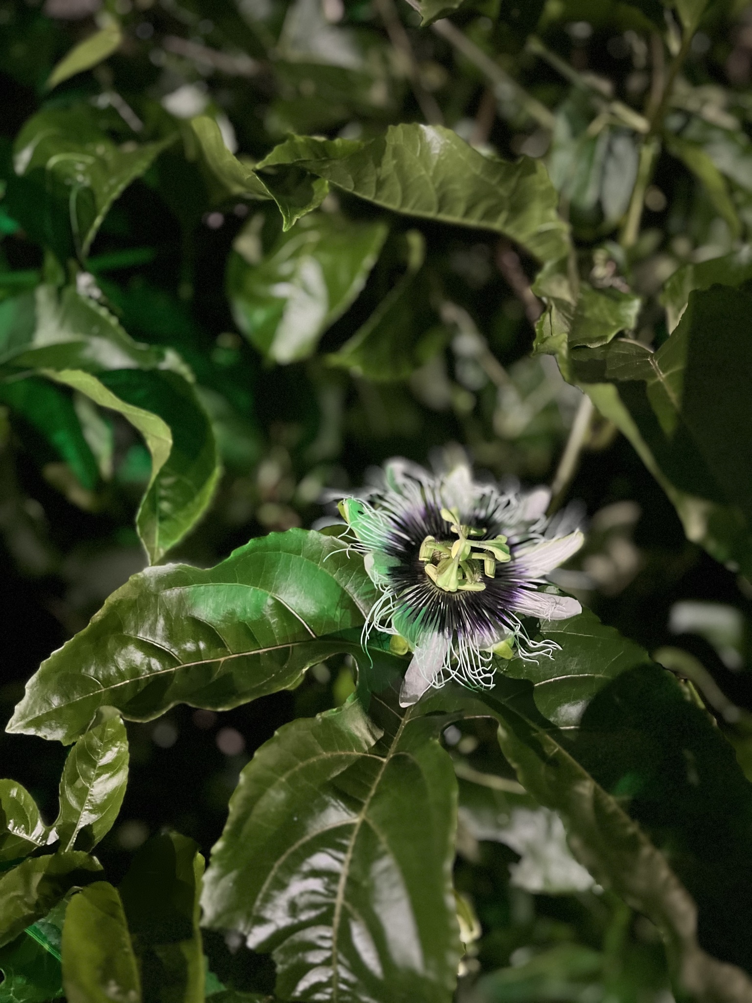 Passiflora edulis