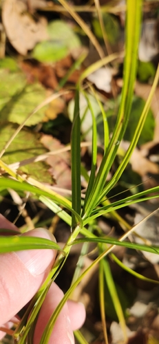 palm sedge (Carex muskingumensis)