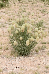 Ptilotus xerophilus