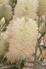 Ptilotus xerophilus