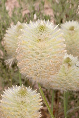 Ptilotus xerophilus