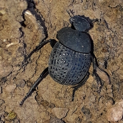 Epirinus flagellatus