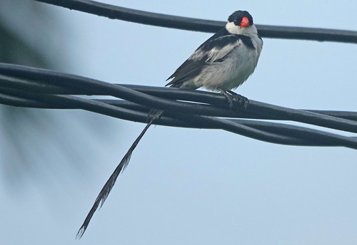 Pin-tailed Whydah