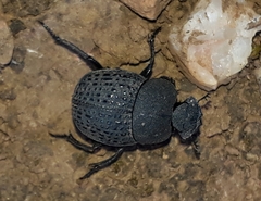 Epirinus flagellatus