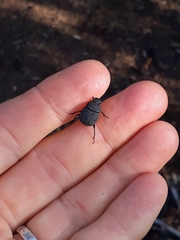 Epirinus flagellatus