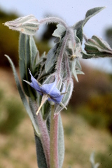 Trichodesma zeylanicum