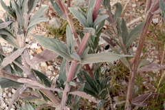 Trichodesma zeylanicum