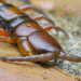 Pacific Giant Centipede - Photo (c) budak, some rights reserved (CC BY-NC), uploaded by budak