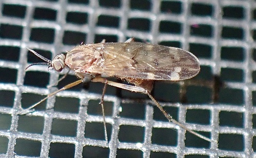 Unknown species found near Juggler Meadow Rd, Leverett, MA, US