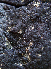 Hydropunctaria maura