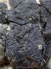 Hydropunctaria maura