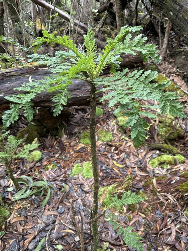 Cyanea shipmanii, photograph 3