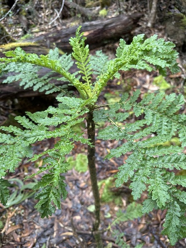 Cyanea shipmanii, photograph 4