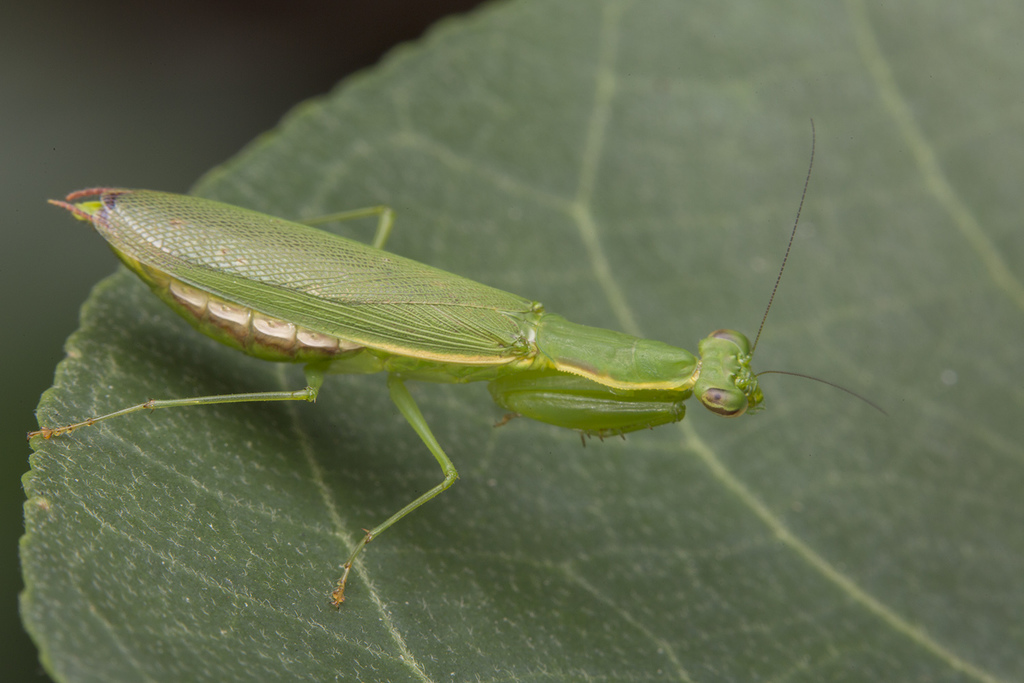 Asian Ant Mantises