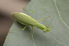 Odontomantis