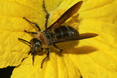 Campsomeriella