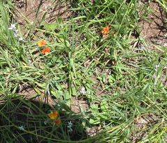 Argyrolobium marginatum