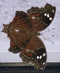 Junonia natalica natalica