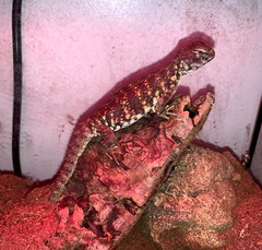 Uromastyx geyri