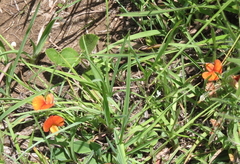 Argyrolobium marginatum