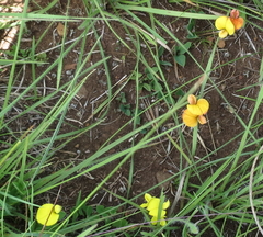 Argyrolobium marginatum