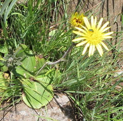Berkheya rhapontica