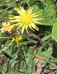 Berkheya rhapontica