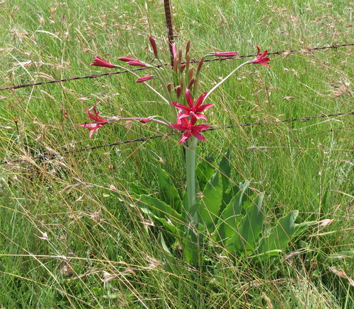 Brunsvigia undulata