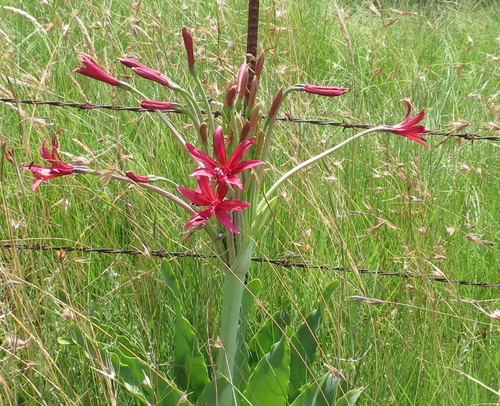 Brunsvigia undulata